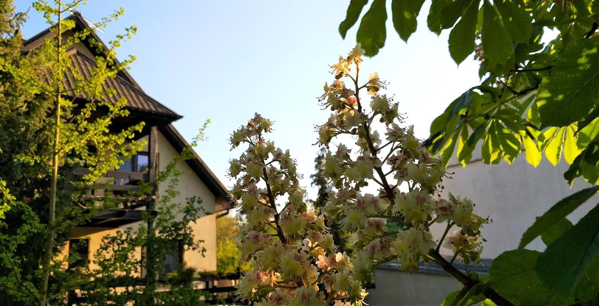 Dom Pod Kasztanami Apartment Kazimierz Dolny Exterior photo